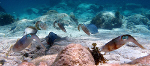 Squid practicing their Rockettes imitation. by Brad Ryon 